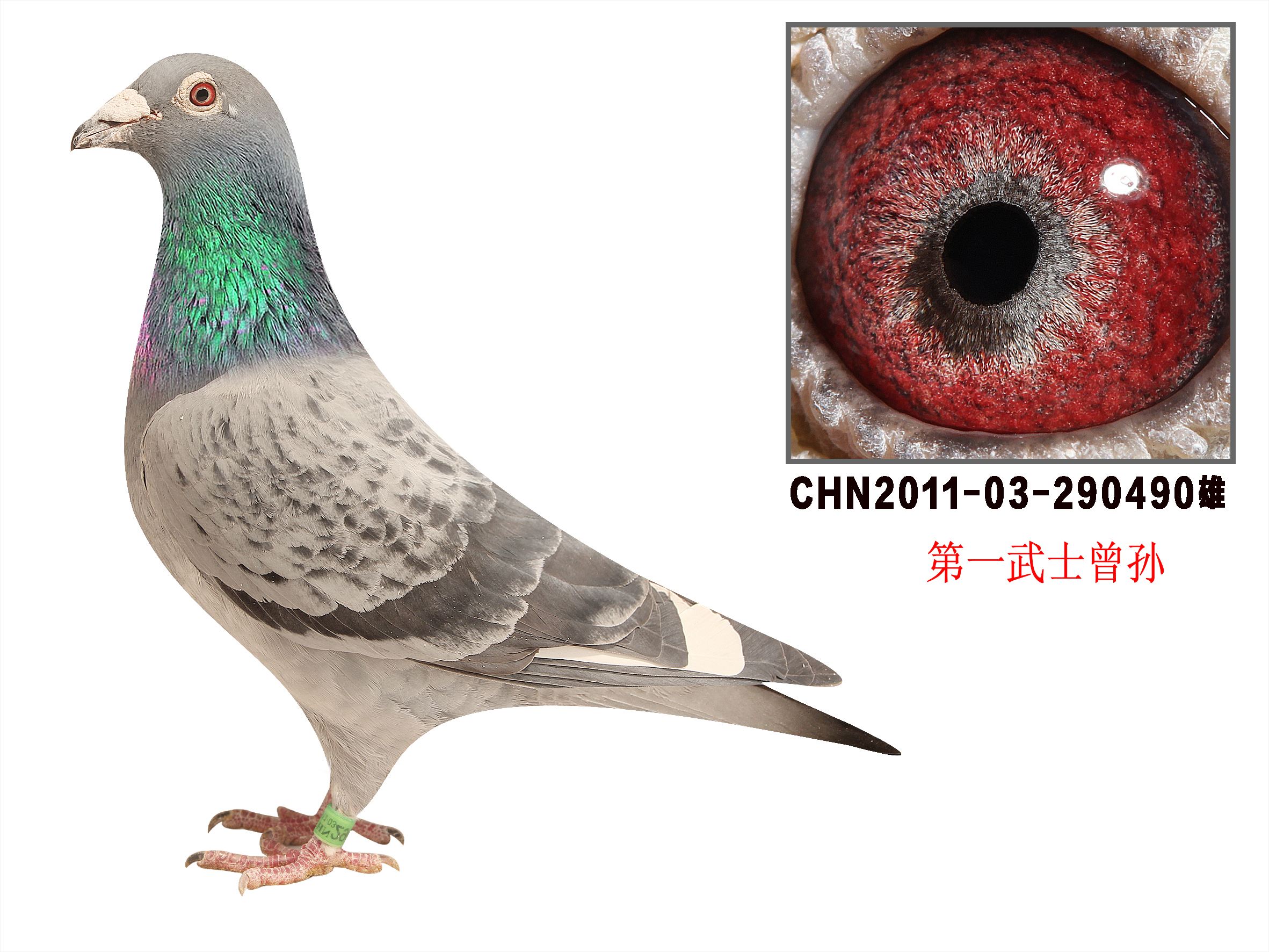 һʿOѪN490