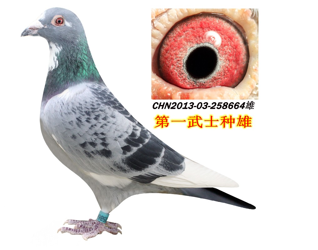 第一武士曾孙-永翔桑杰士种鸽舍-中信网爱鸽商城