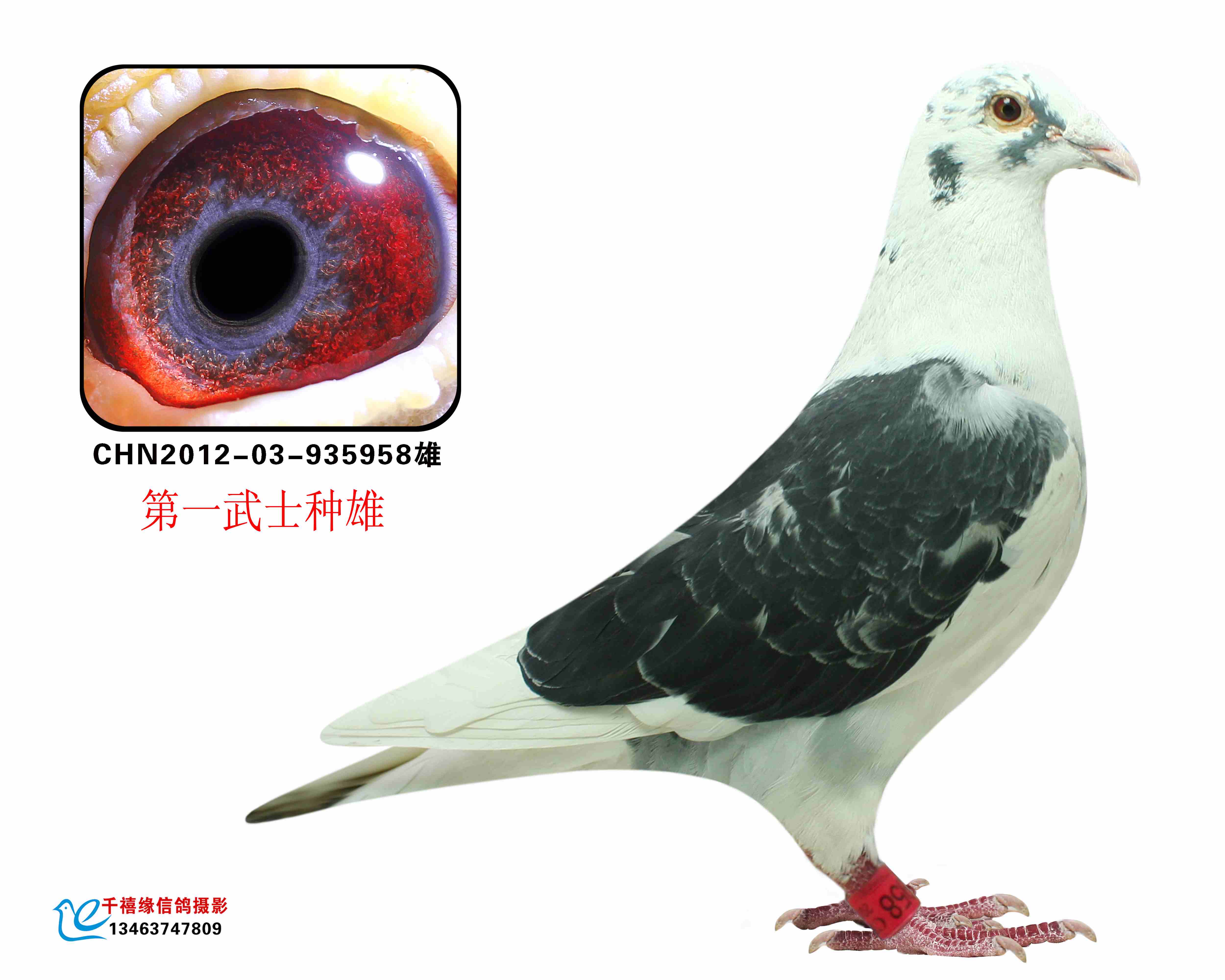 һʿOѪN958