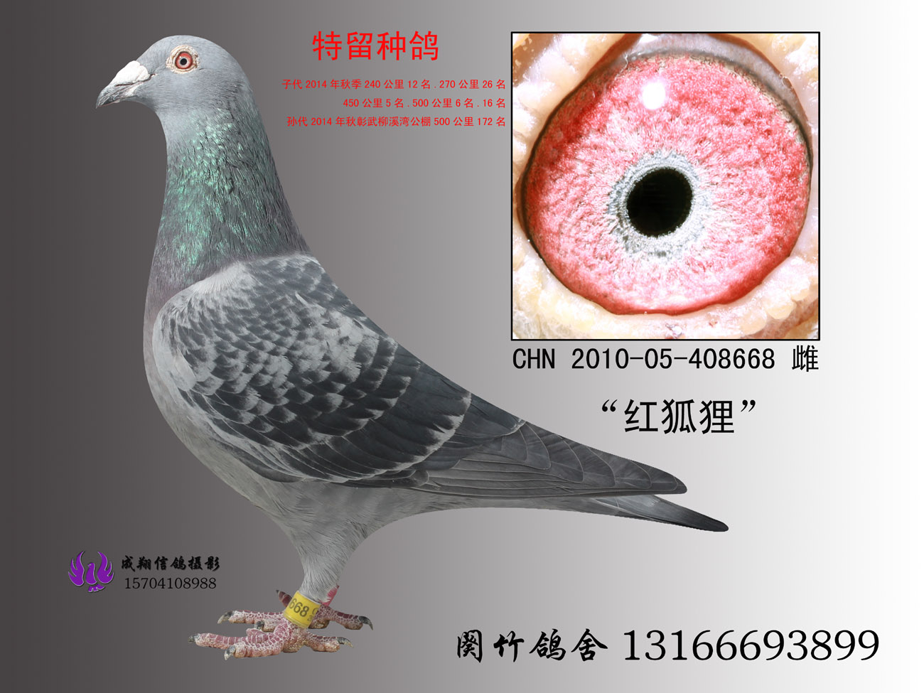红狐狸[点钞狐狸]