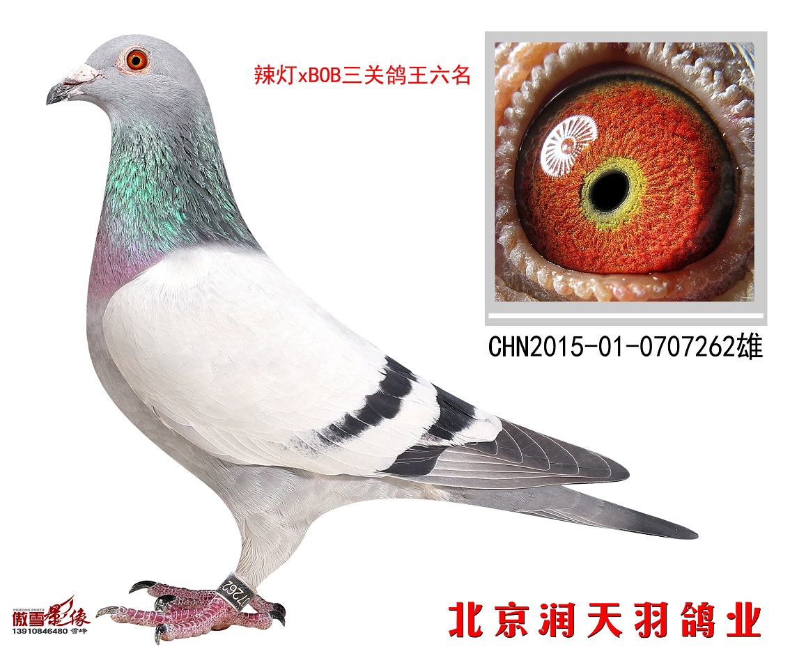信鸽特征                  编 号: 416722                鸽 名: 辣