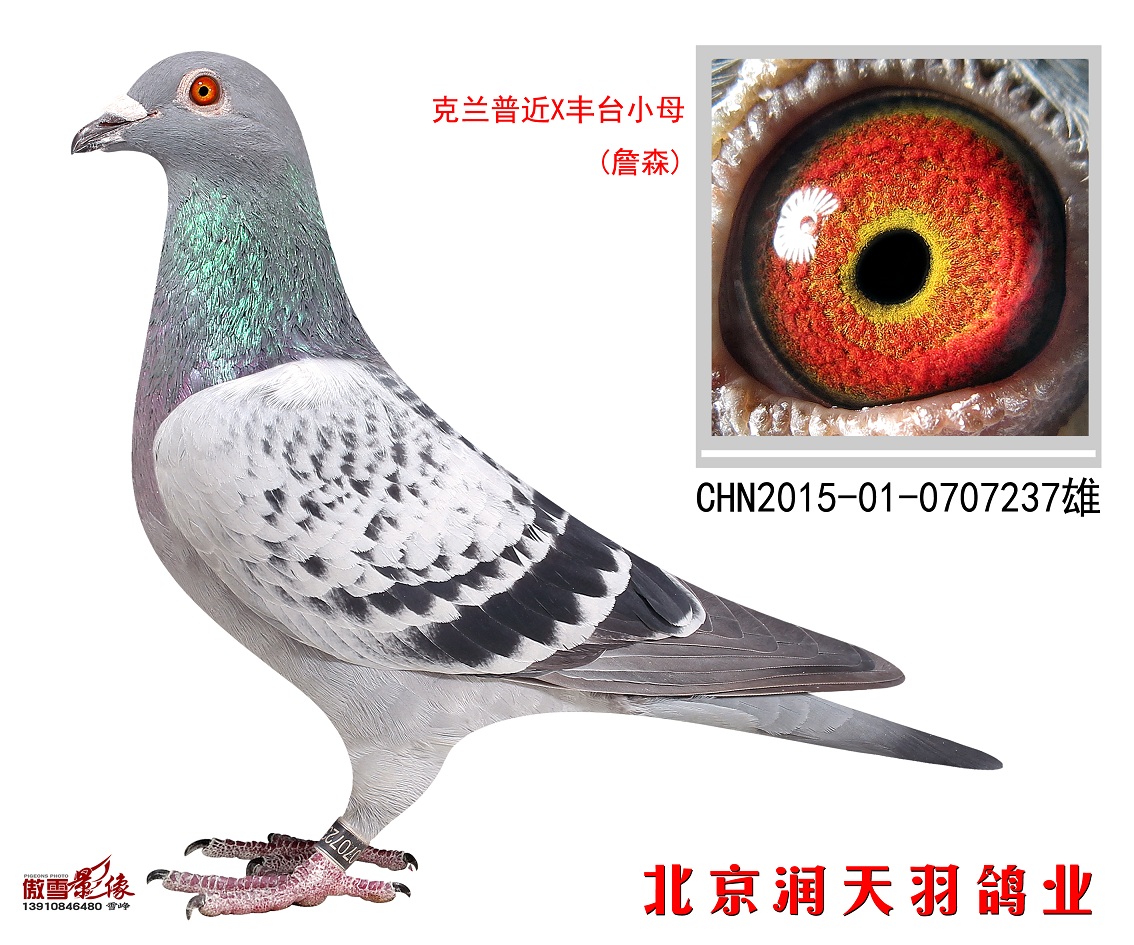克兰普近*丰台小母(詹森)