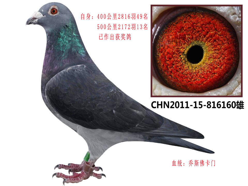 佛卡门_宇航实战鸽业_ ag188.com爱鸽商城_中国信鸽