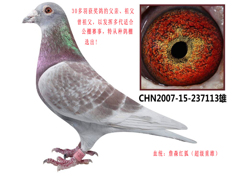 信鸽特征