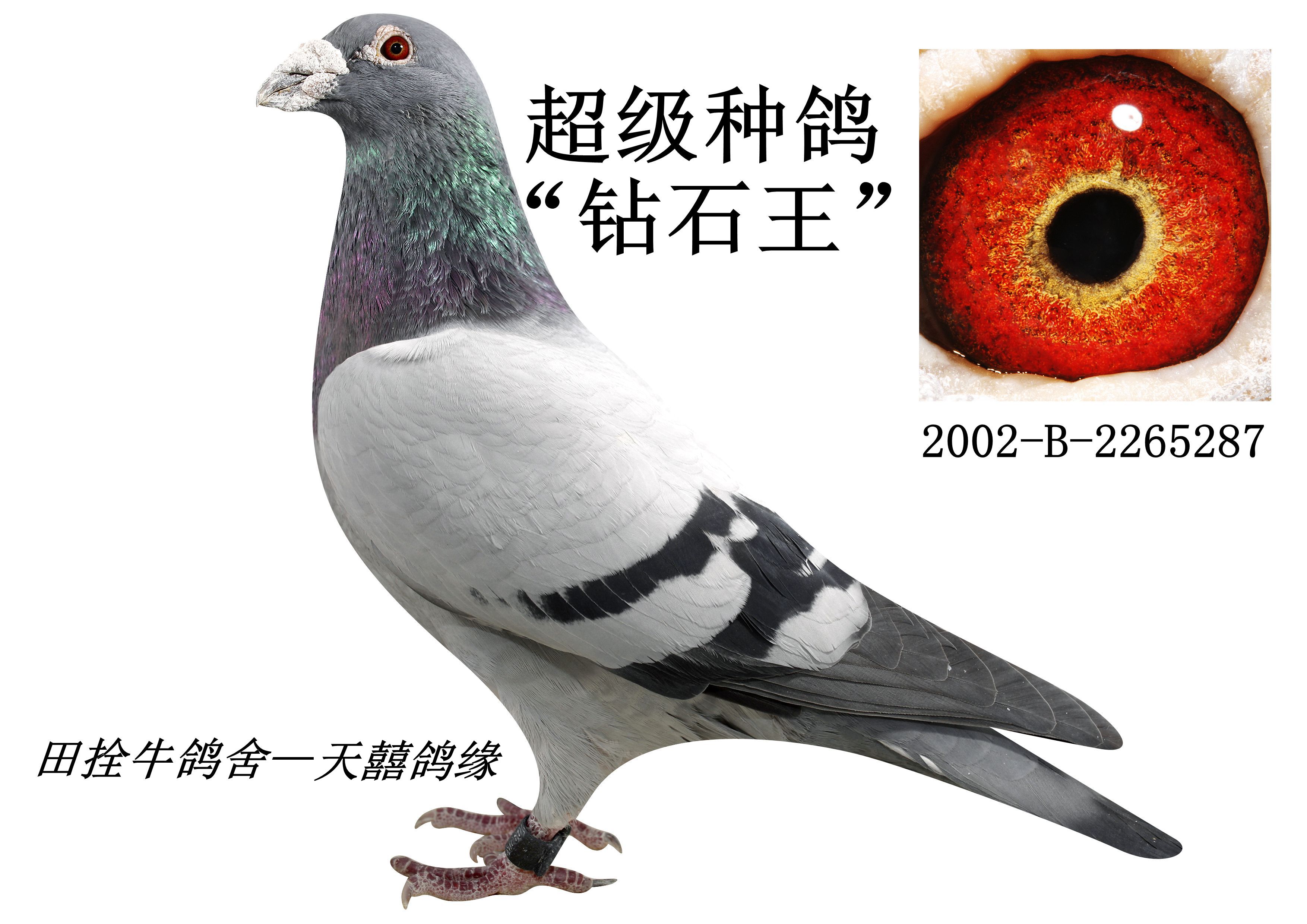 钻石王(非买品)_田拴牛鸽舍_ag188.com爱鸽商城_中国信鸽信息网