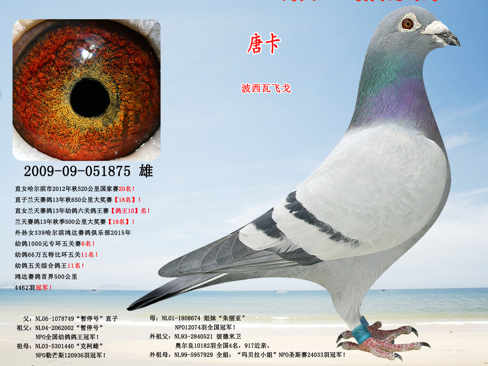 波西瓦【小飞戈】