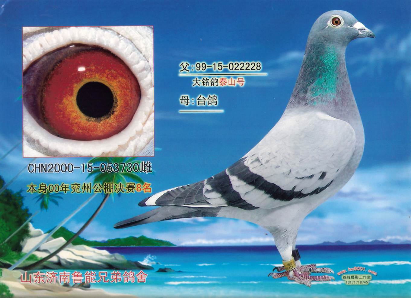 泰山号系-山东连福鸽舍-中信网爱鸽商城