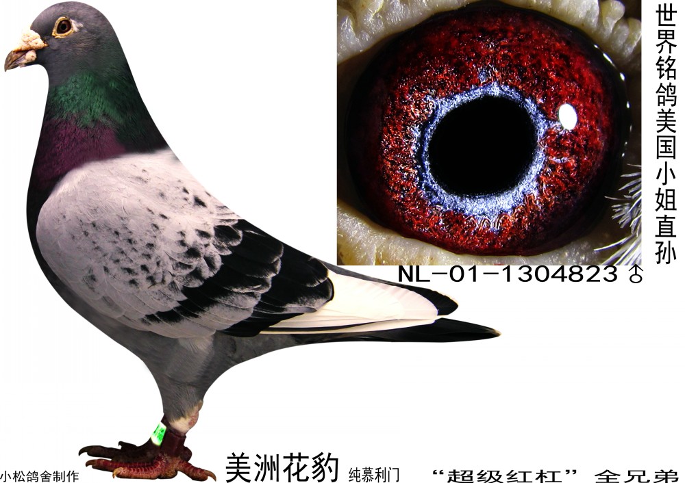 昆明经典慕利门家族