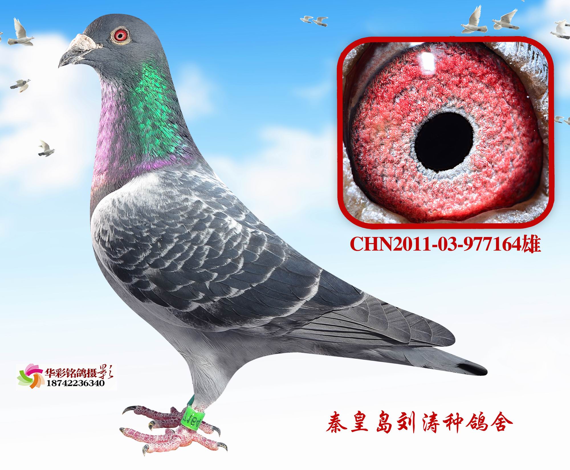 12괺ػʍu164