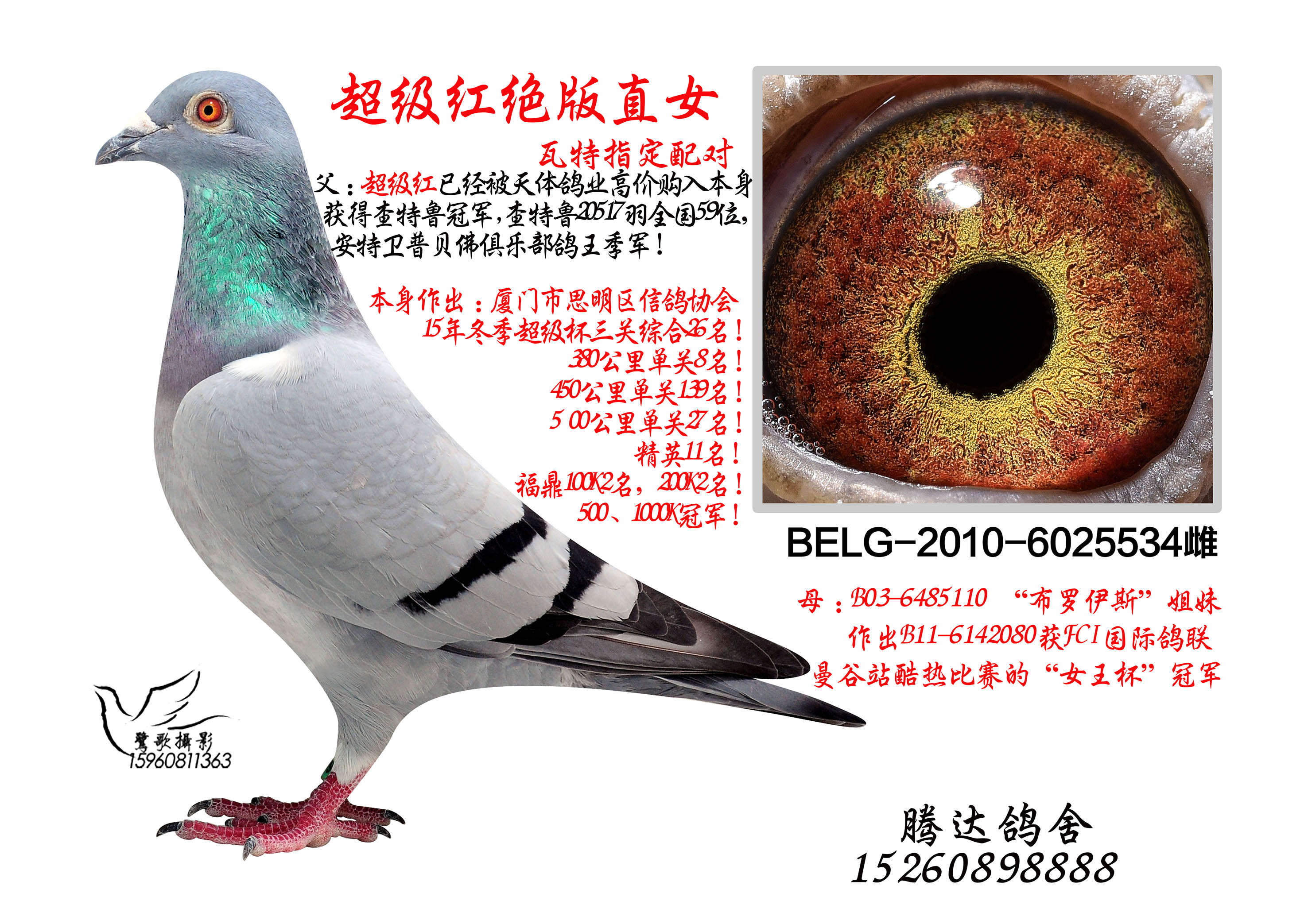 瓦特_腾达赛鸽舍-中信网爱鸽商城