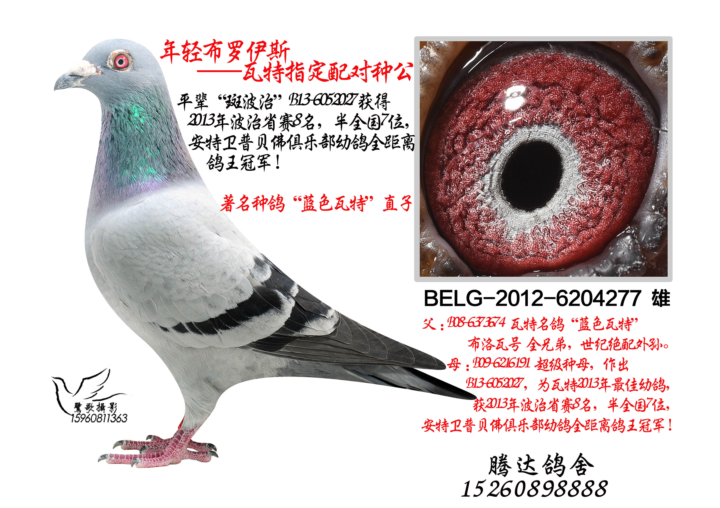 瓦特_腾达赛鸽舍-中信网爱鸽商城