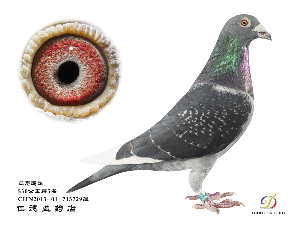 玉翅赛季鸽