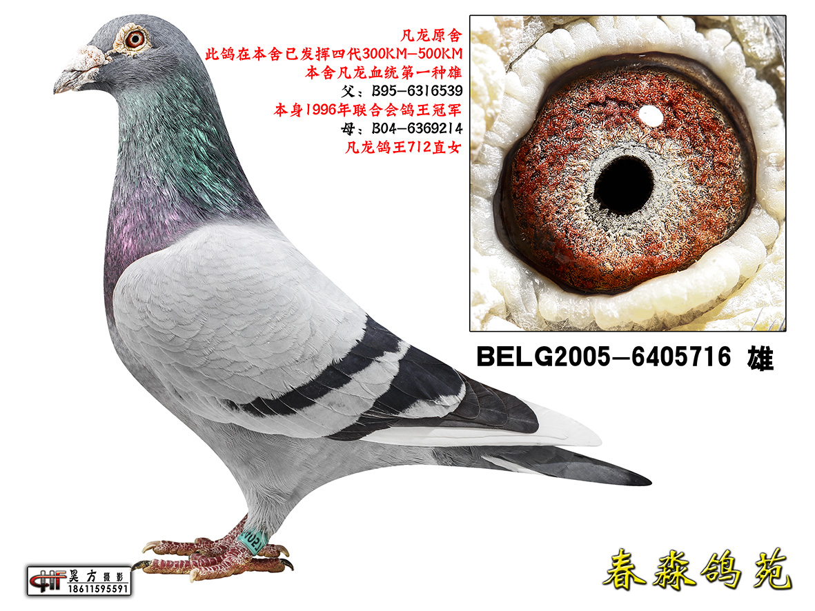 基础种鸽
