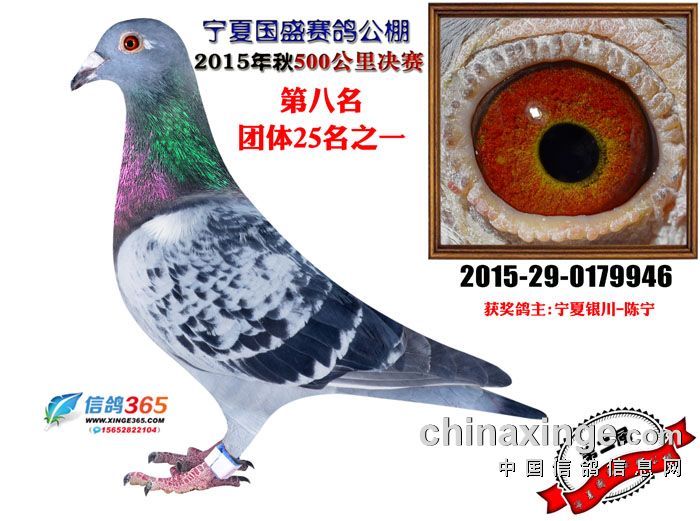宁夏国盛公棚2015年决赛8名