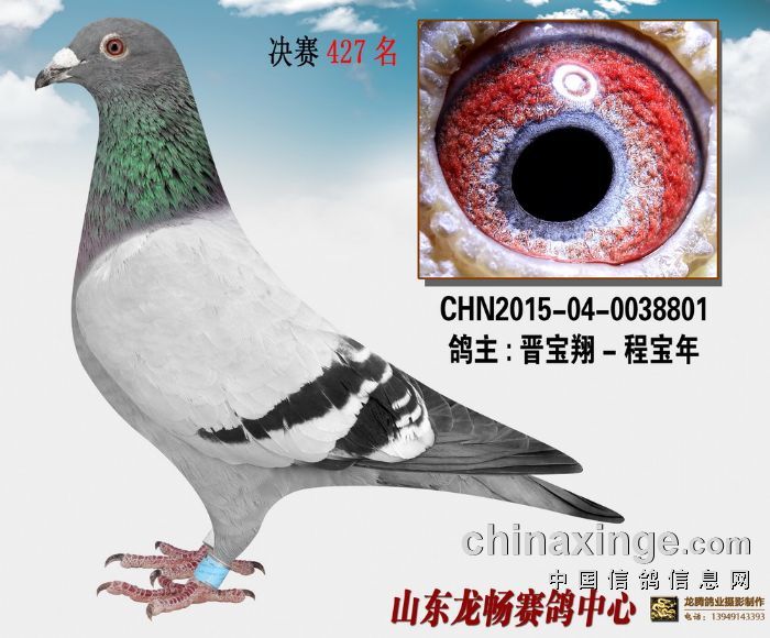 2015年山东龙畅公棚500公里427名_晋宝翔-中信网爱鸽商城