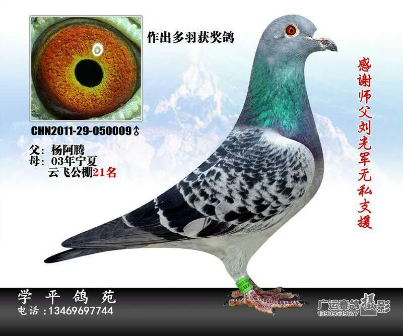 杨阿腾