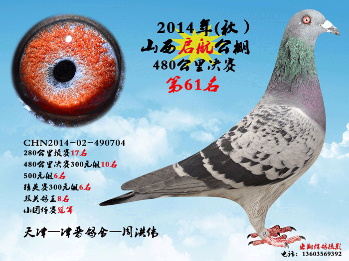 启航鸽王8名