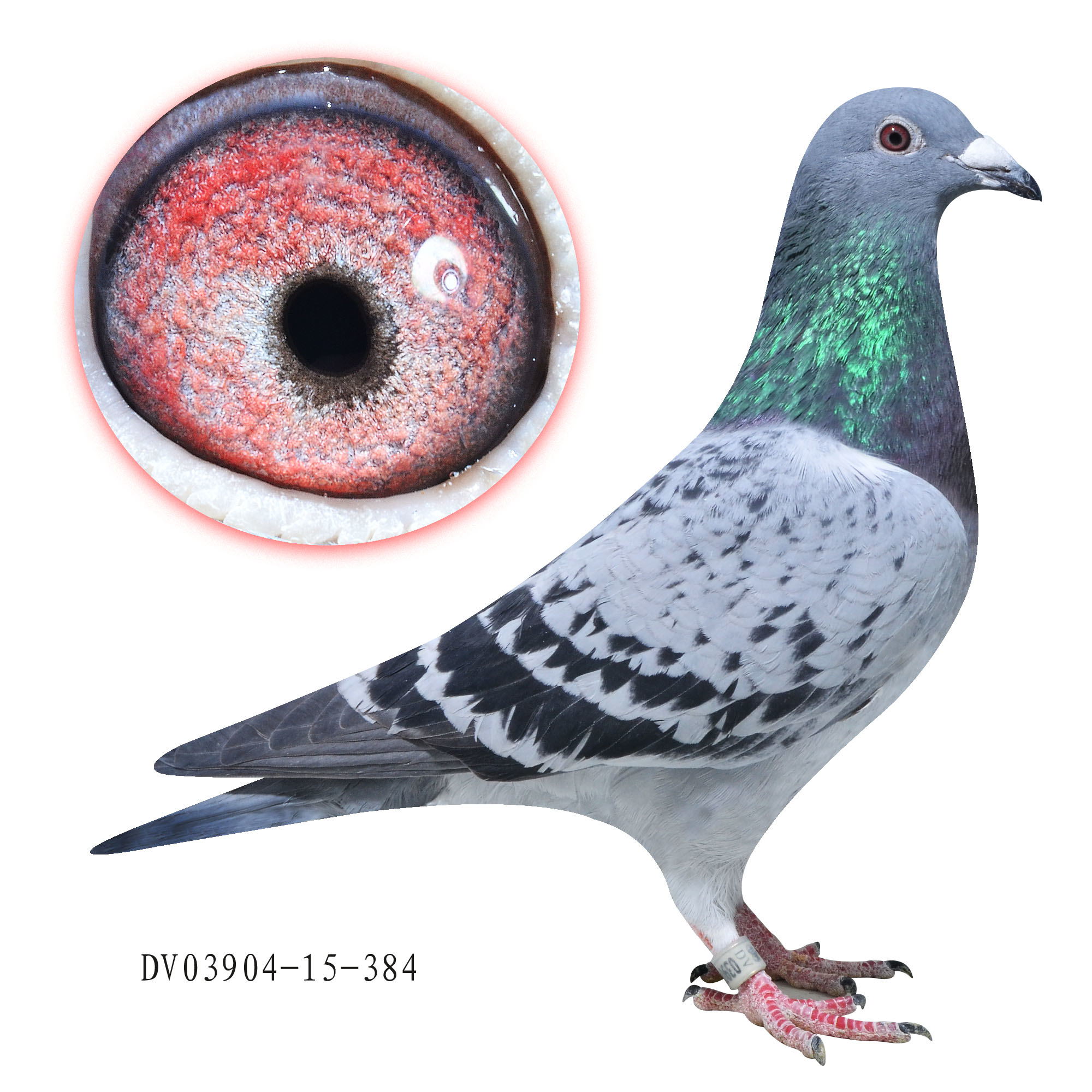 德国全国鸽王冠军侄女_感恩鸽舍-中信网爱鸽商城