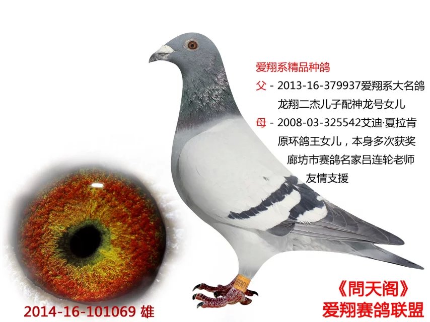 爱翔号精品_问天阁爱翔赛鸽联盟_ag188.com爱鸽商城