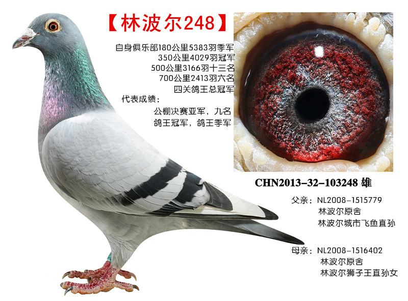 精品种鸽回归鸽友_海纳百川鸽业_ ag188.com爱鸽商城_中国信鸽信息网