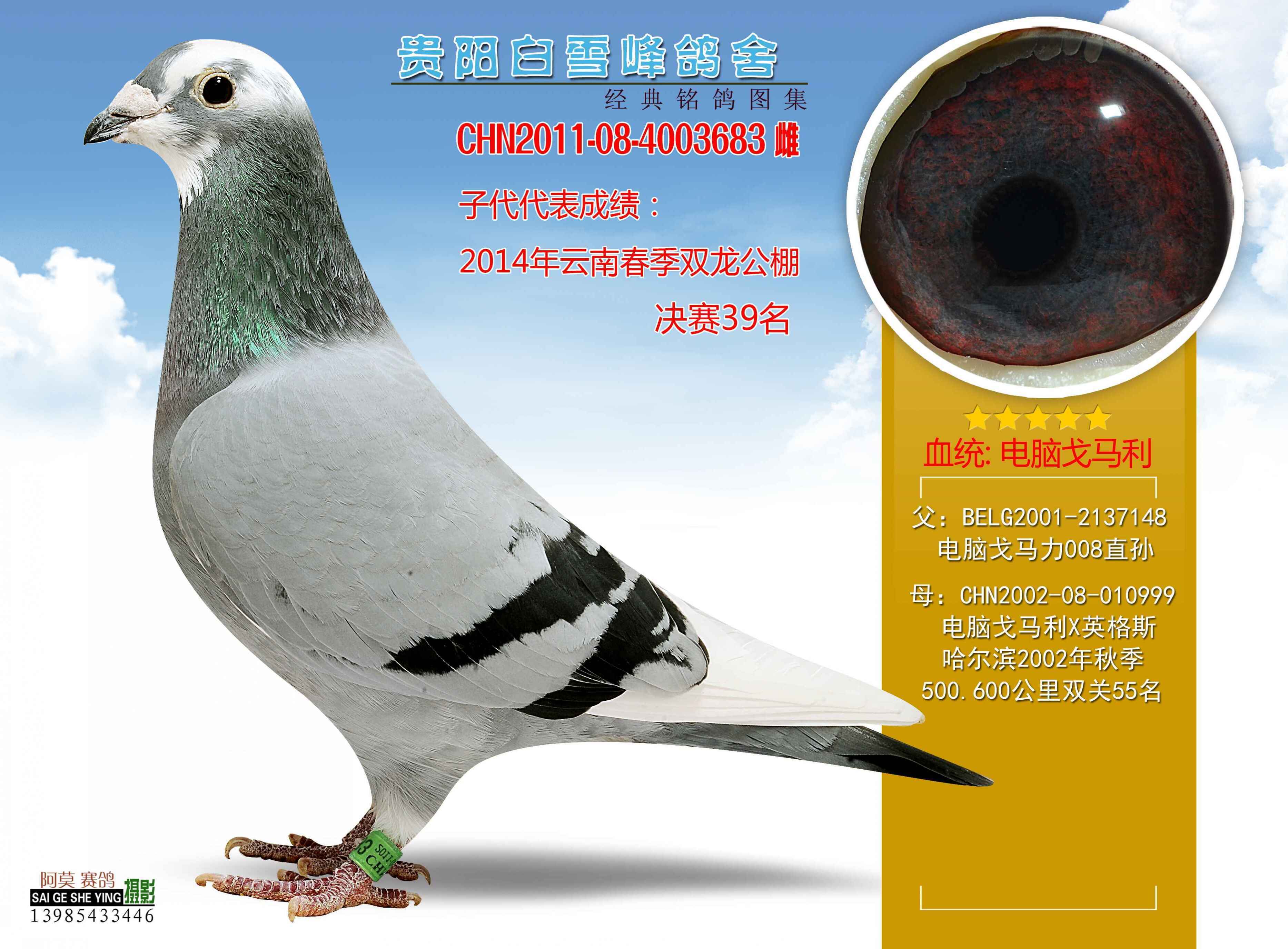 信鸽特征