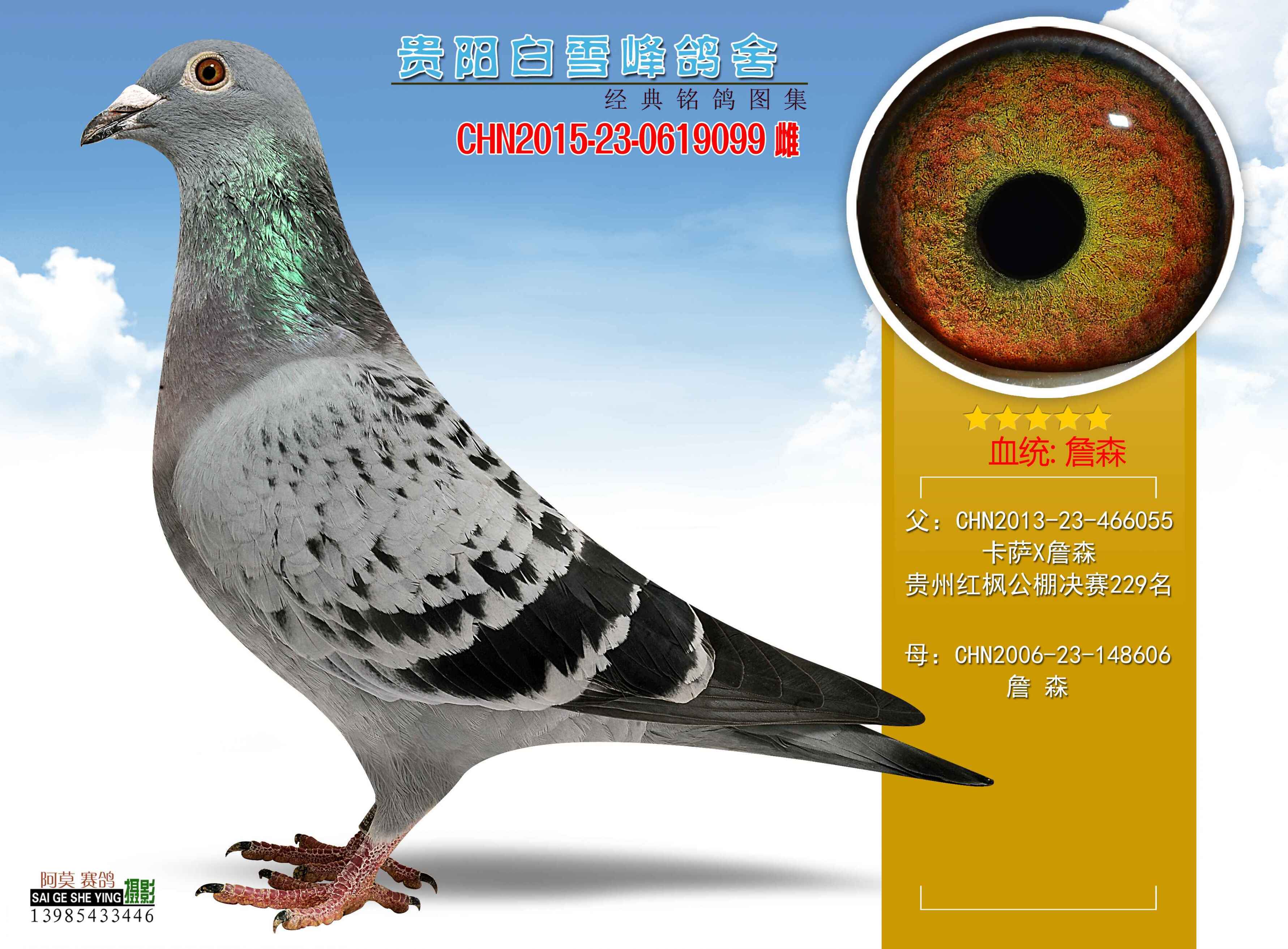 微信 qq 鸽友圈 信鸽特征 编 号 432698
