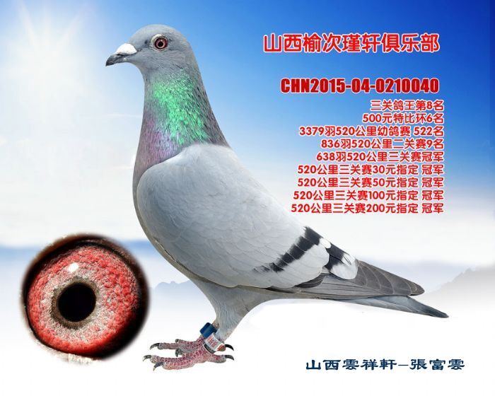 五冠王-山西云祥轩-中信网爱鸽商城