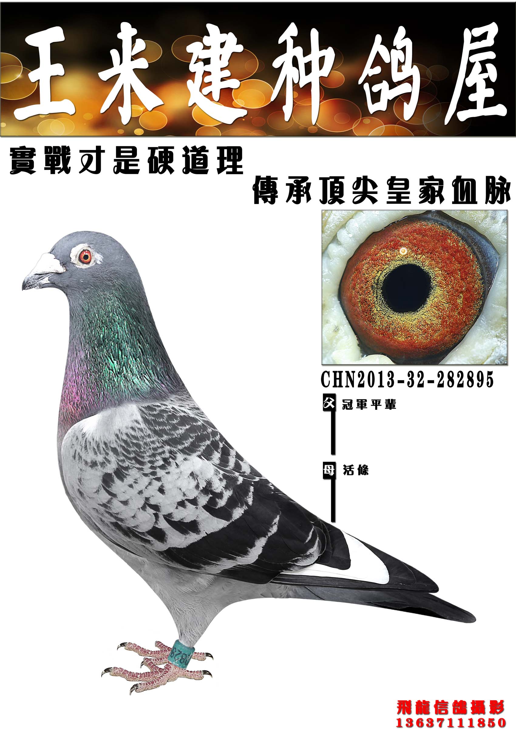 基础种鸽_王来建种鸽屋_ag188.com爱鸽商城_中国信鸽