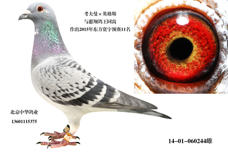 惠翔鸽王-考夫曼