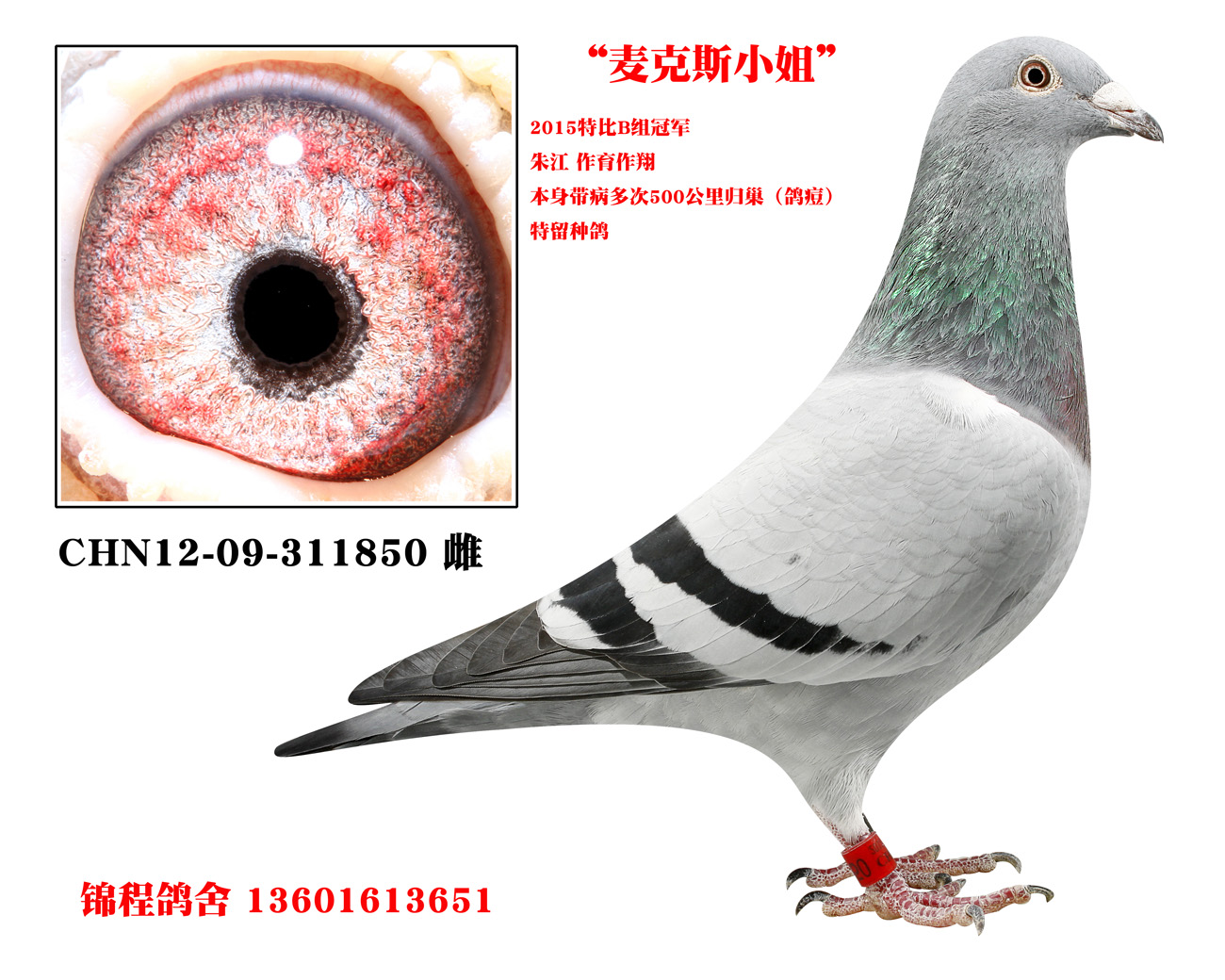 麦克斯小姐