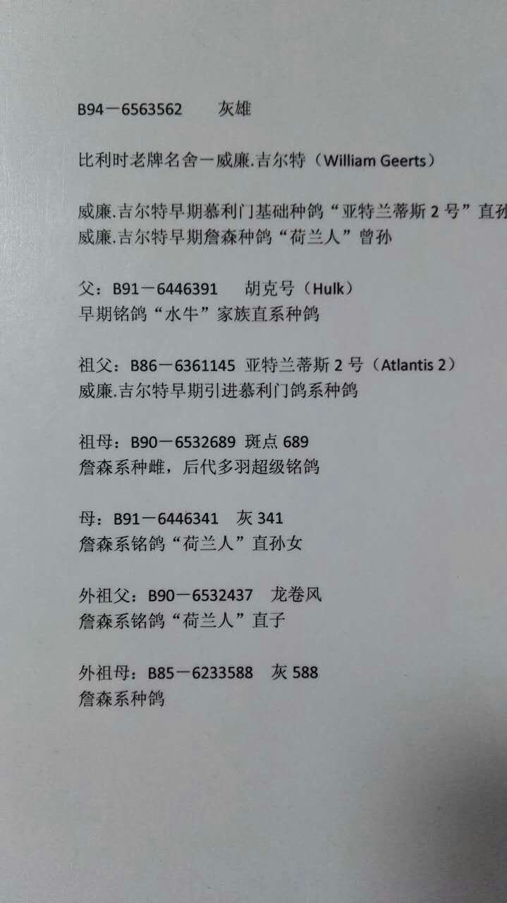 威廉吉尔特水牛号