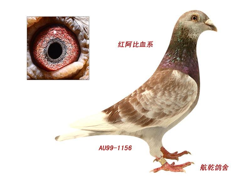 红狐狸詹森