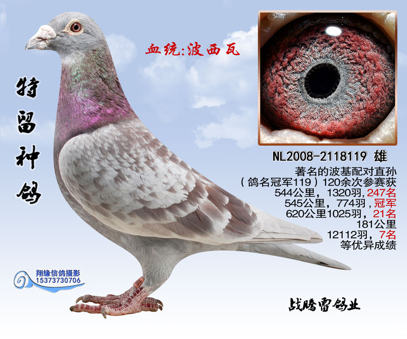 波西瓦原舍_战腾雷鸽业_ ag188.com爱鸽商城_中国信鸽