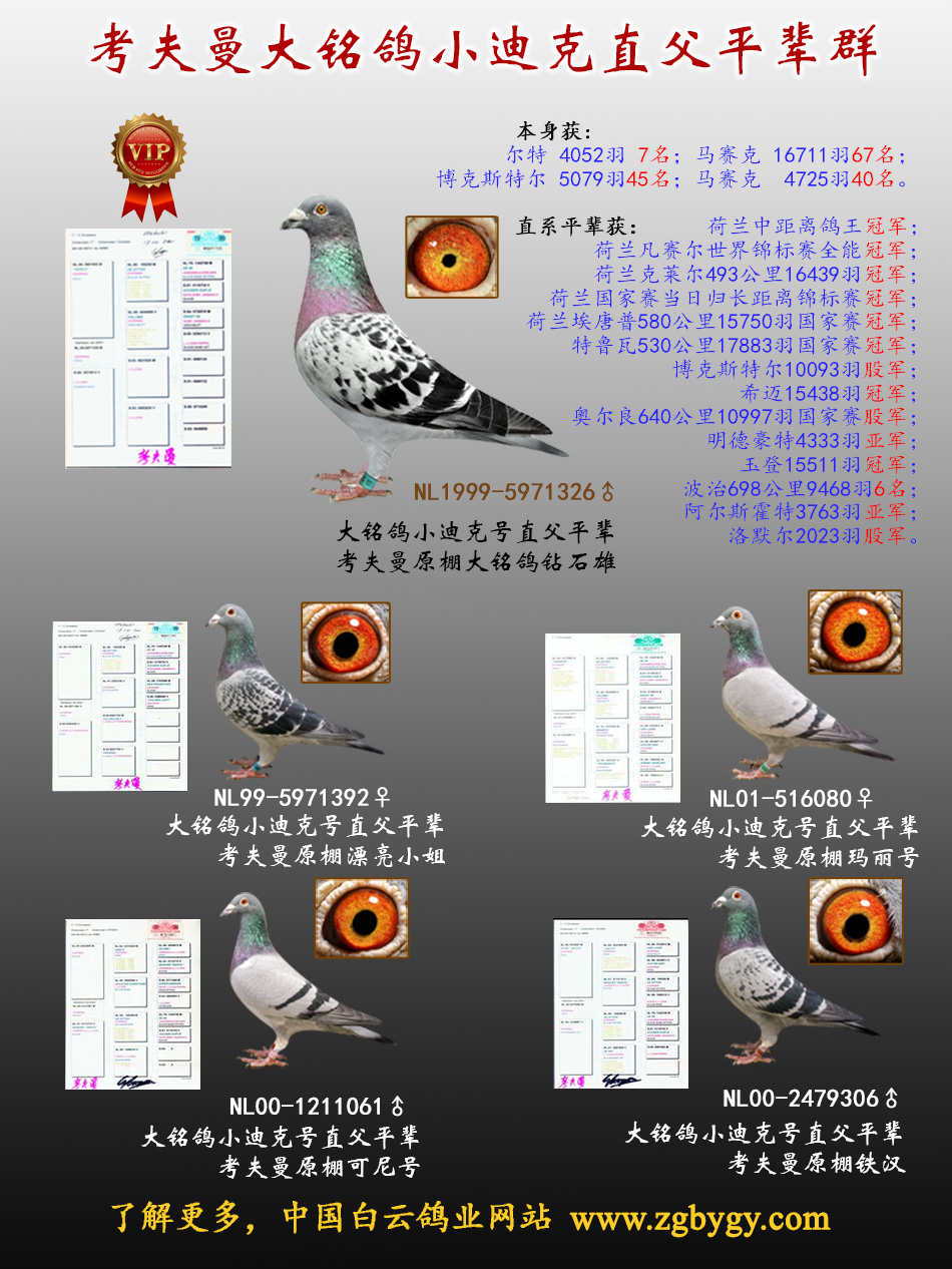 考夫曼小迪克父平辈群_中国白云鸽业-中信网爱鸽商城