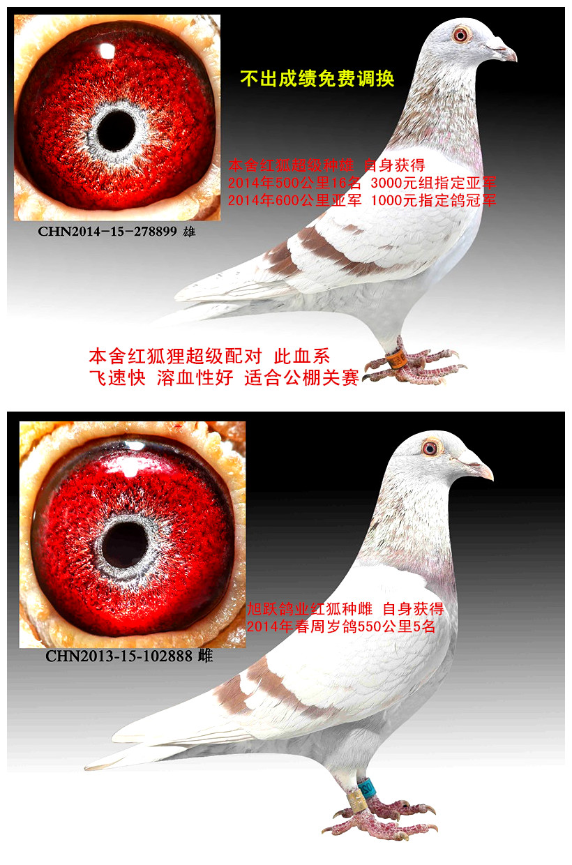 黄金配对_旭跃鸽业_ ag188.com爱鸽商城_中国信鸽信息