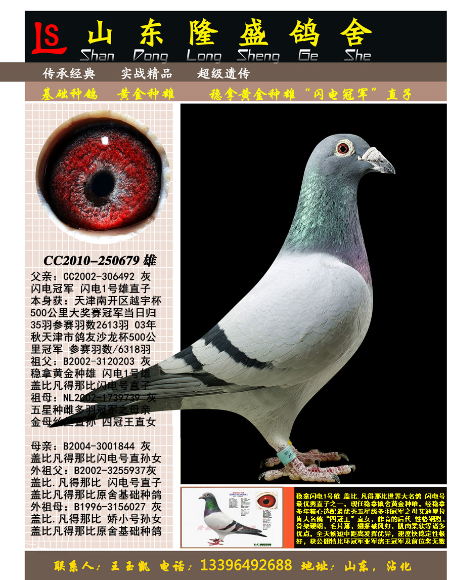 ����ھ���ֱ��