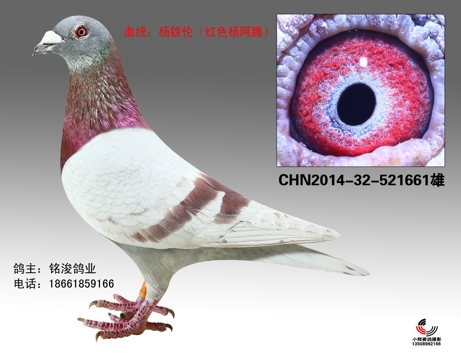 杨铁伦(红色杨阿腾)_青岛铭浚鸽业_ag188.com爱鸽商城_中国信鸽信息网