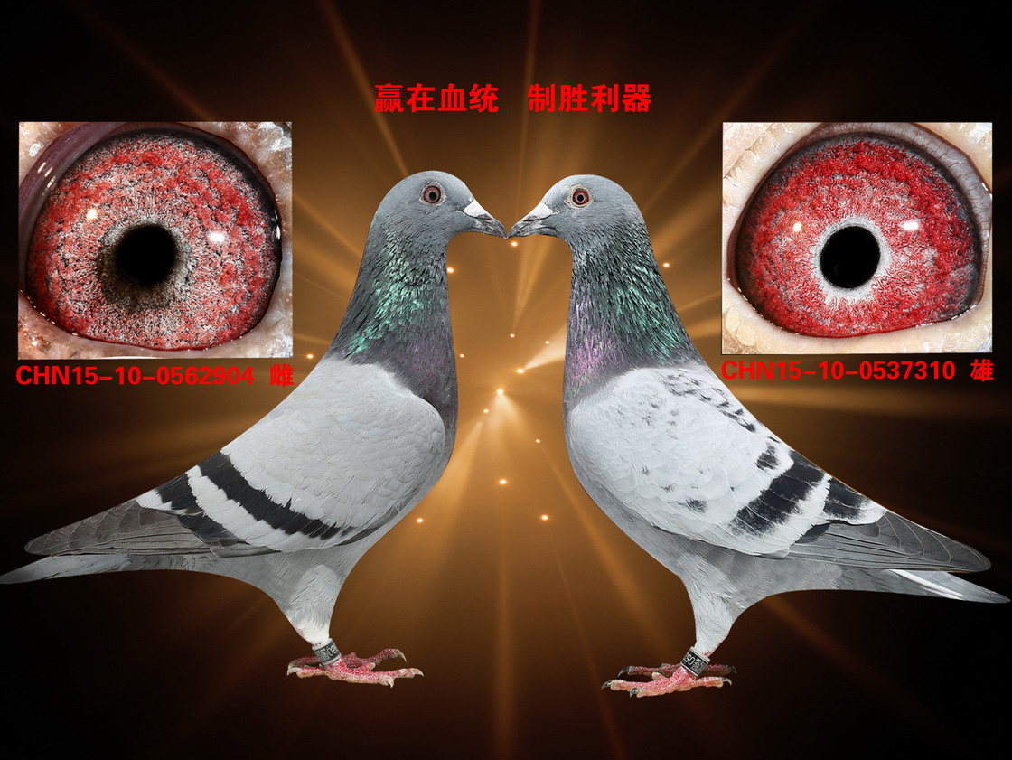 CHN2015-10-0537310,雄。 父亲:019王子CHN2011-276791。 平辈上海市400公里3316羽亚军。 平辈上海市350公里4097羽22名。 平辈06年上海市特比18281羽122名。 平辈06年秋350公里4097羽39名。 平辈06年秋上海市400公里3316羽20名 祖父:B04-6293217 雄,詹森原舍做出 曾祖父:B95-6274342 ,019直孙 曾祖母:B97-6592486,断胸骨直孙女 祖母:B04-6293166 雌, 詹森原舍做出 曾外祖父:B95-