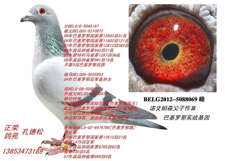 卡特利斯_正荣实战鸽苑_ ag188.com爱鸽商城_中国信鸽
