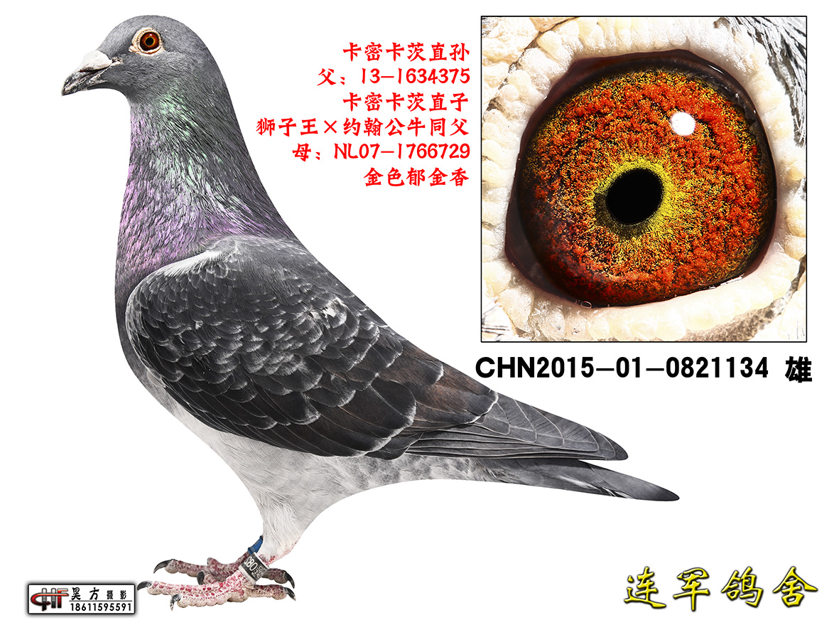 卡密卡茨直孙_北京李连军-中信网爱鸽商城