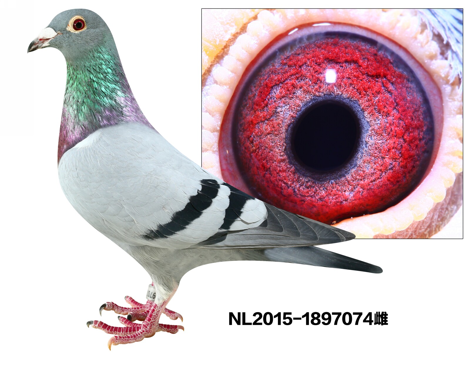 NL2015-1897074