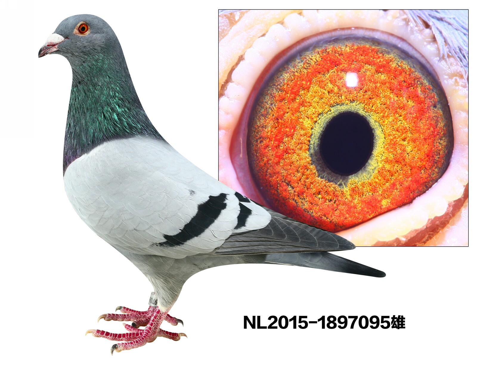 NL2015-1897095