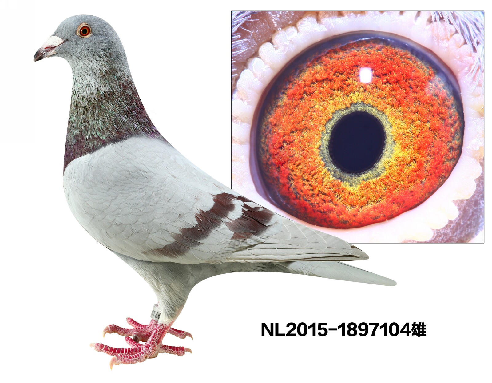 NL2015-1897104