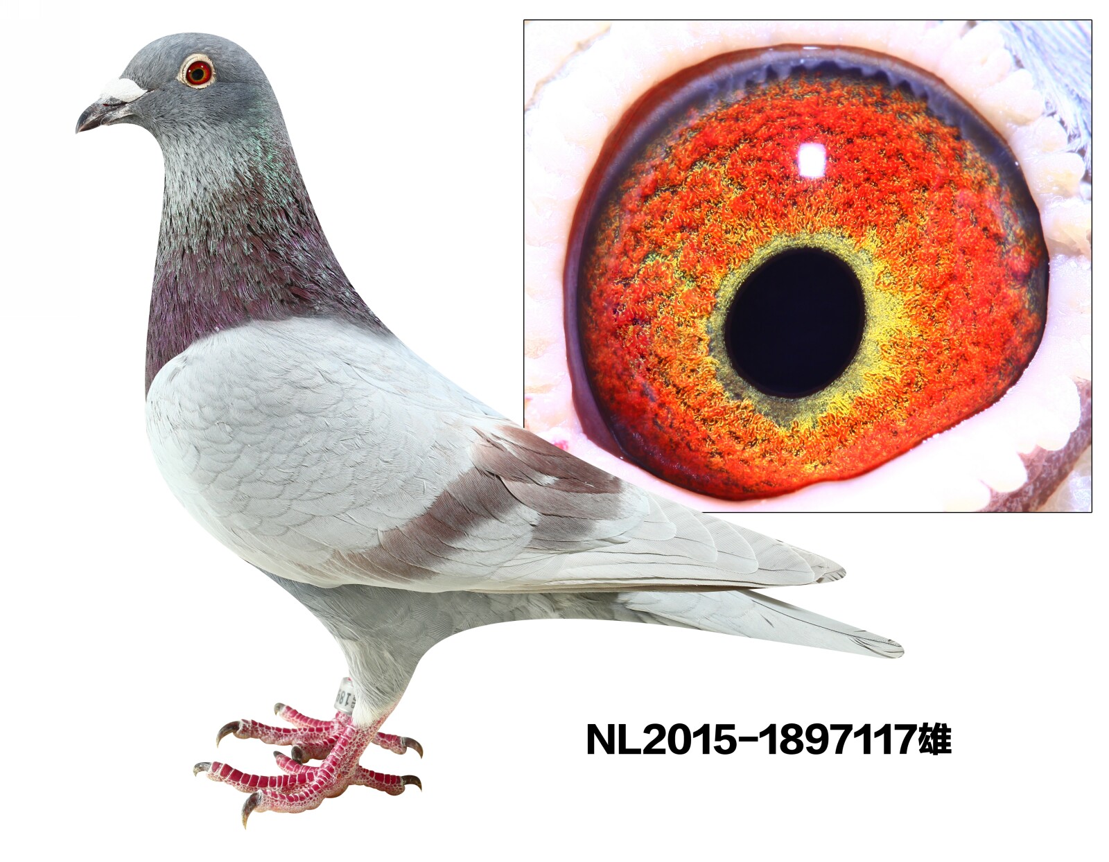 NL2015-1897117