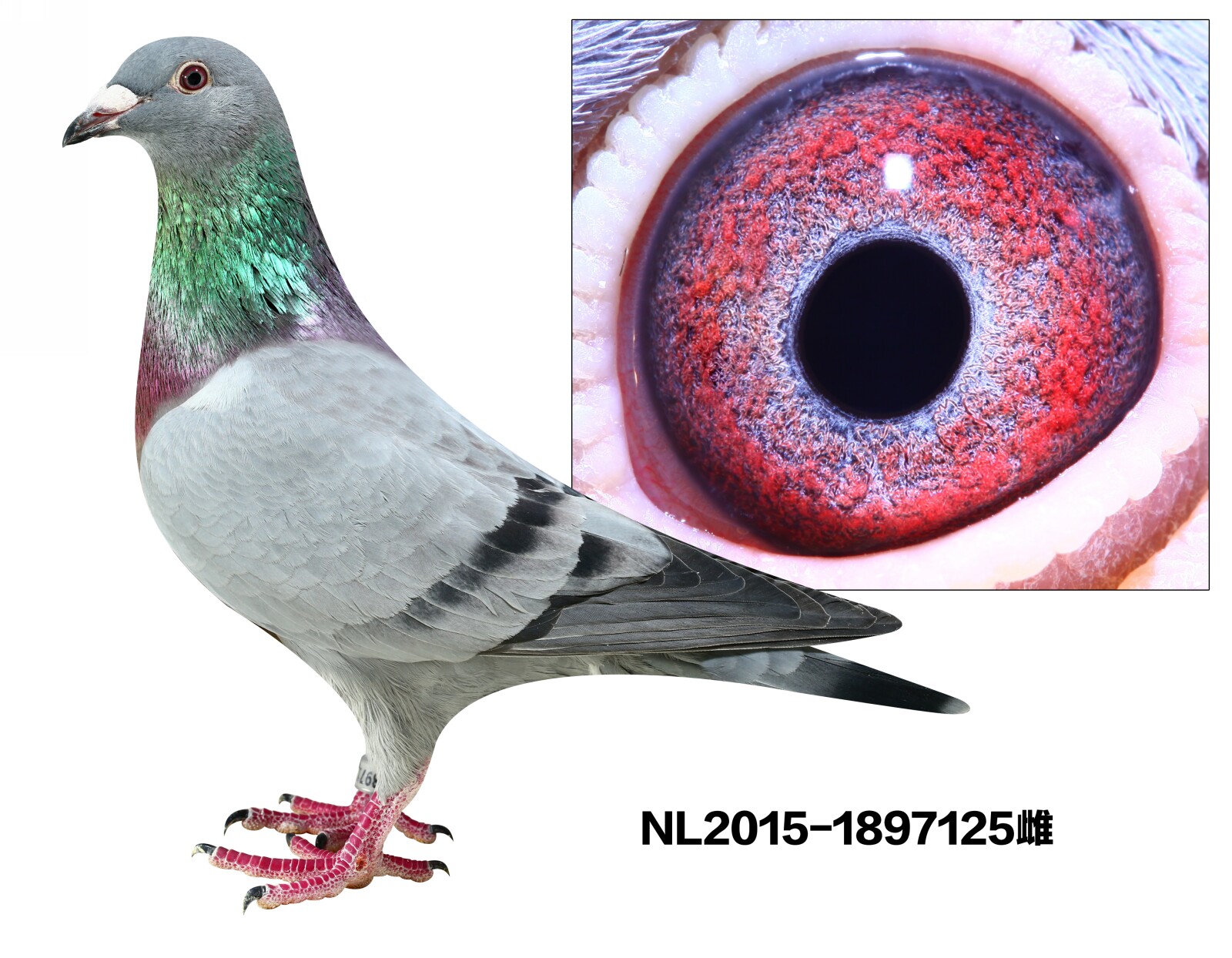 NL2015-1897125