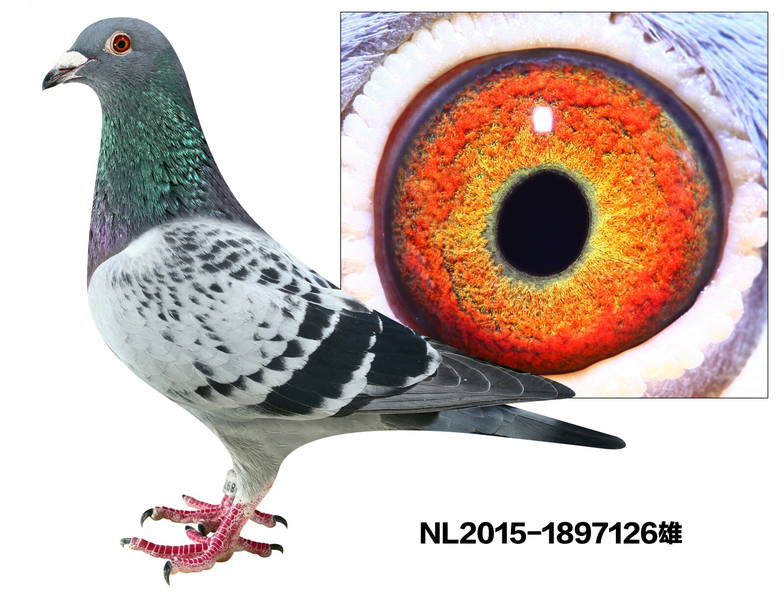 NL2015-1897126