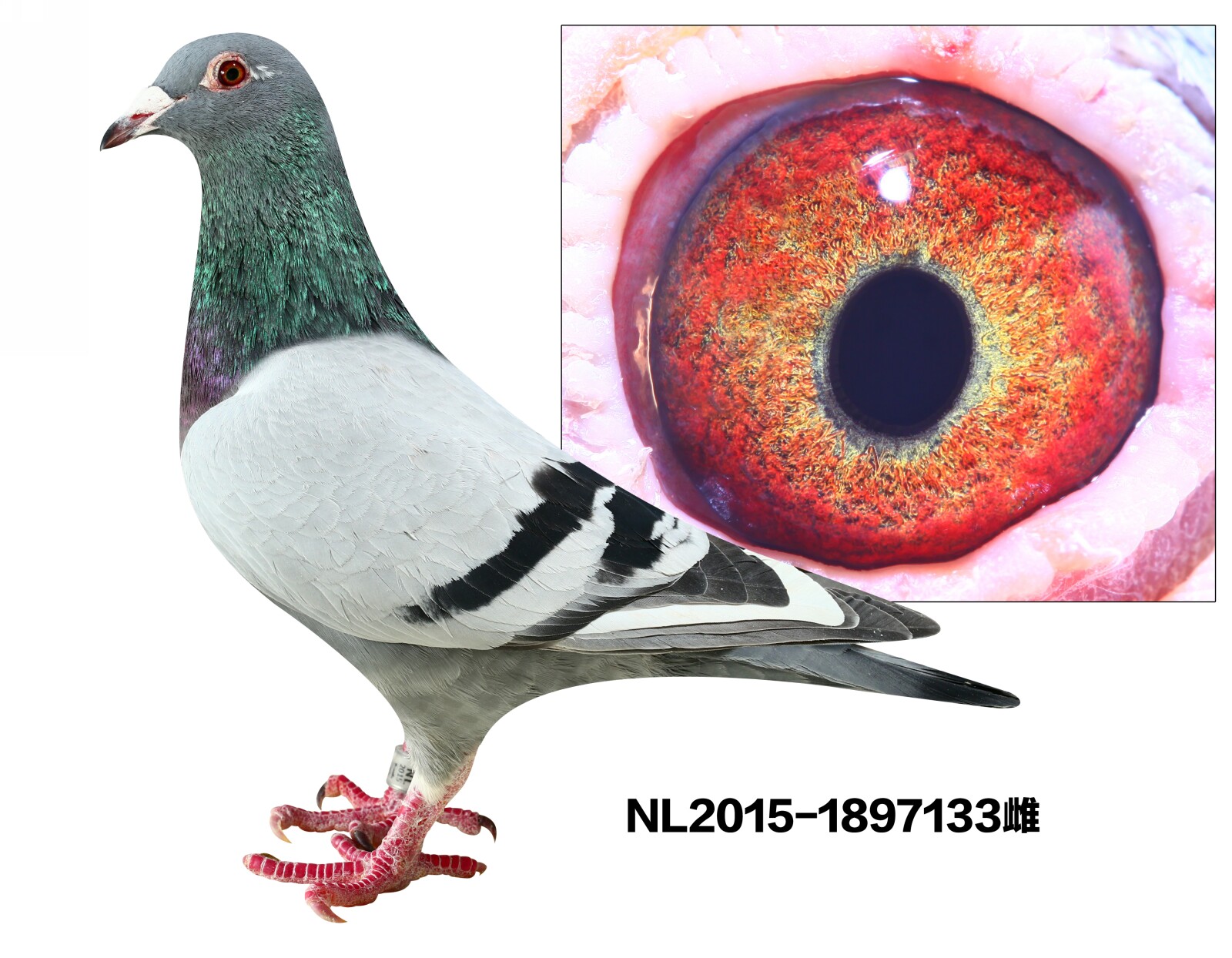 NL2015-1897133
