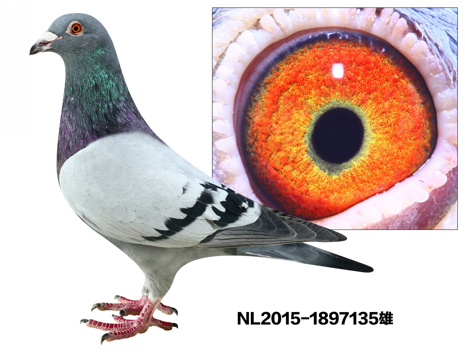 NL2015-1897135