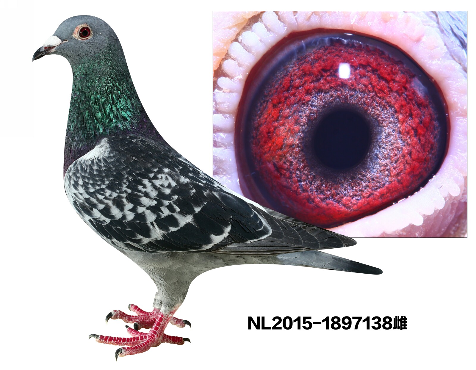 NL2015-1897138
