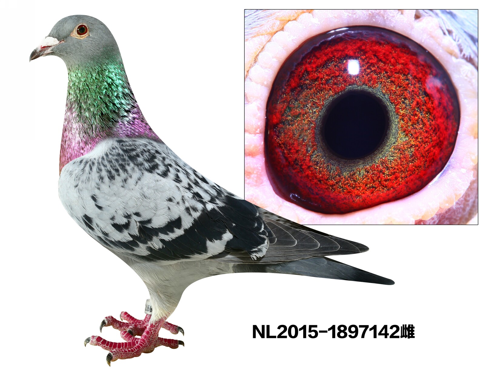 NL2015-1897142